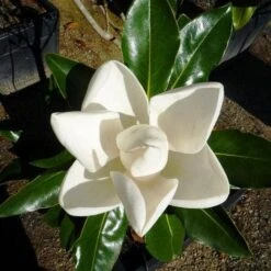 Magnolia Little Gem -Plant Sale Store 0 2