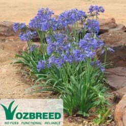 Agapanthus Bingo Blue 17 Agapanthus Bingo Blue -Plant Sale Store 2013 10 bingo blue 500 2