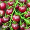 Tomato Black Cherry Organic - Seed 1 Tomato Black Cherry Organic - Seed -Plant Sale Store 500 tomato black cherry