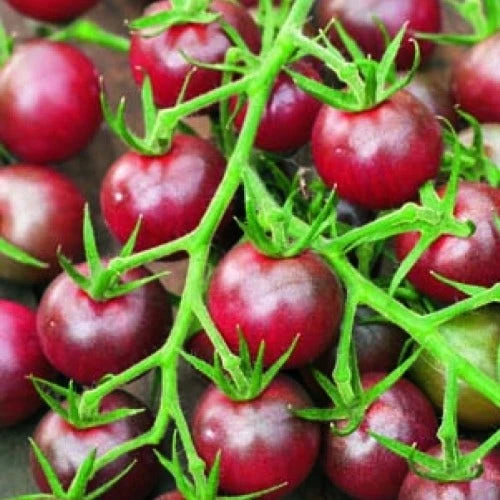 Tomato Black Cherry Organic - Seed 3 Tomato Black Cherry Organic - Seed