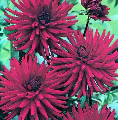 Dahlia Mrs Rees - 1 Bulb 3 Dahlia Mrs Rees - 1 Bulb