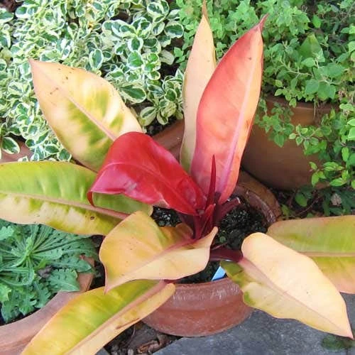 Philodendron Prince Of Orange 9 Philodendron Prince Of Orange - Image 7