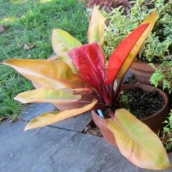 Philodendron Prince Of Orange 10 Philodendron Prince Of Orange -Plant Sale Store acalypha godseffiana coprosma marble queen philo prince of orange fuchsia magellanica aurea flickr cultivar413