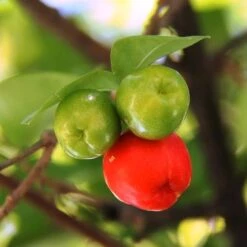 Malpighia Pixie - Acerola 24 Malpighia Pixie - Acerola -Plant Sale Store acerola fruits 1