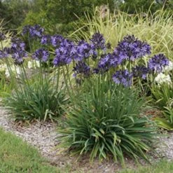 Agapanthus Buccaneer 11 Agapanthus Buccaneer -Plant Sale Store agapanthus buccaneer 1