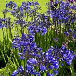 Agapanthus Purple Cloud 9 Agapanthus Purple Cloud -Plant Sale Store agapanthus hyperblue planting