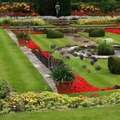 Agapanthus Black Magic 8 Agapanthus Black Magic -Plant Sale Store agapanthus pots stately home