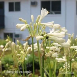 Plant Sale Store -Plant Sale Store agapanthus silver baby 1