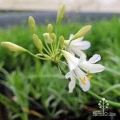 Agapanthus Silver Baby 12 Agapanthus Silver Baby -Plant Sale Store agapanthus silver baby flowering