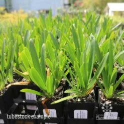Agapanthus Snowball 9 Agapanthus Snowball -Plant Sale Store agapanthus snowball tube 1