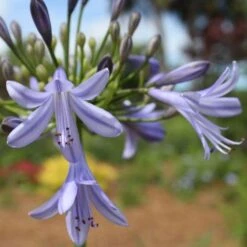 Agapanthus Streamline 24 Agapanthus Streamline -Plant Sale Store agapanthus streamline type