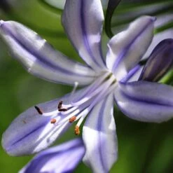 Agapanthus Streamline 19 Agapanthus Streamline -Plant Sale Store agapanthus streamline type close