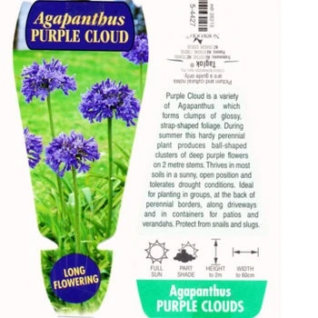 Agapanthus Purple Cloud 6 Agapanthus Purple Cloud - Image 4