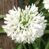 Agapanthus Snowball 1 Agapanthus Snowball -Plant Sale Store agapanthus snowball 1