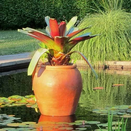 Alcantarea Imperialis Rubra - Bromeliad 9 Alcantarea Imperialis Rubra - Bromeliad - Image 7