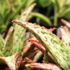 Aloe Pink Blush - Succulent 33 Aloe Pink Blush - Succulent -Plant Sale Store aloe pink blush leaf closeup