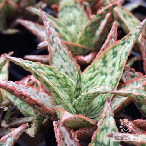 Aloe Pink Blush - Succulent 14 Aloe Pink Blush - Succulent - Image 12
