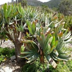 Aloe Plicatilis - Fan Aloe - Succulent 19 Aloe Plicatilis - Fan Aloe - Succulent -Plant Sale Store aloe plicatilis flickr bernard dupont