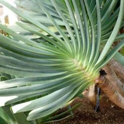Aloe Plicatilis - Fan Aloe - Succulent 16 Aloe Plicatilis - Fan Aloe - Succulent -Plant Sale Store aloe plicatilis flickr jesus cabrera 1