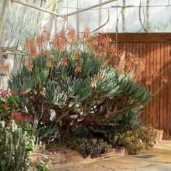 Aloe Plicatilis - Fan Aloe - Succulent 17 Aloe Plicatilis - Fan Aloe - Succulent -Plant Sale Store aloe plicatilis flickr laurent houmeau