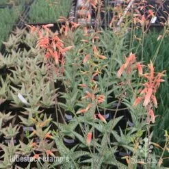 Aloe Quicksilver - Succulent -Plant Sale Store aloe quicksilver tubestock flowering