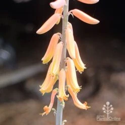 Aloe Vera - Succulent 18 Aloe Vera - Succulent -Plant Sale Store aloe vera flowers nursery