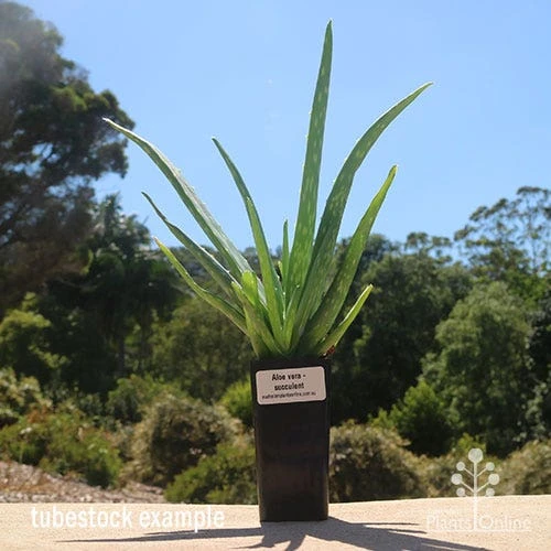 Aloe Vera - Succulent 3 Aloe Vera - Succulent
