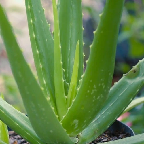 Aloe Vera - Succulent 13 Aloe Vera - Succulent - Image 11