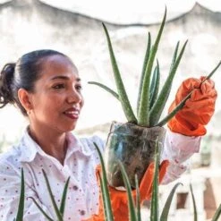Aloe Vera - Succulent 23 Aloe Vera - Succulent -Plant Sale Store aloe growing