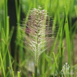 Pennisetum Alopecuroides - Swamp Fountain Grass 16 Pennisetum Alopecuroides - Swamp Fountain Grass -Plant Sale Store alopec new seedhead