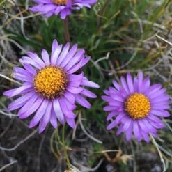 Aster Alpine Mix - Seed -Plant Sale Store alpine aster mauve2