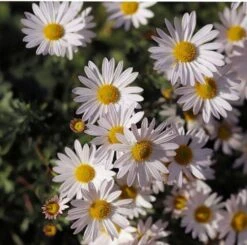 Aster Alpine Mix - Seed -Plant Sale Store alpine aster white