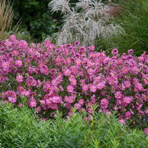 Anemone Fall In Love Sweetly- Japanese Anemone 4 Anemone Fall In Love Sweetly- Japanese Anemone - Image 2