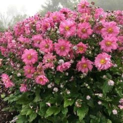 Anemone Fall In Love Sweetly- Japanese Anemone 10 Anemone Fall In Love Sweetly- Japanese Anemone -Plant Sale Store anemone fall in sweetly plant