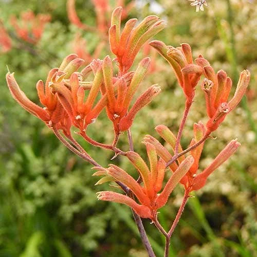 Anigozanthos Orange Cross - Kangaroo Paw 3 Anigozanthos Orange Cross - Kangaroo Paw