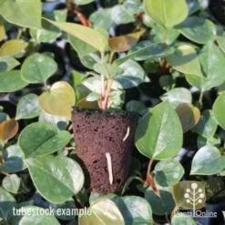 Anthurium White Winner 19 Anthurium White Winner -Plant Sale Store anthurium plug 7