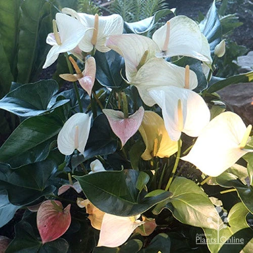 Anthurium White Winner 3 Anthurium White Winner