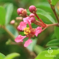 Malpighia Pixie - Acerola 32 Malpighia Pixie - Acerola -Plant Sale Store apo acerola flower