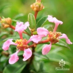 Malpighia Pixie - Acerola 27 Malpighia Pixie - Acerola -Plant Sale Store apo acerola flowers