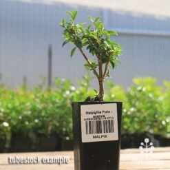 Malpighia Pixie - Acerola 33 Malpighia Pixie - Acerola -Plant Sale Store apo acerola malpighia tubestock