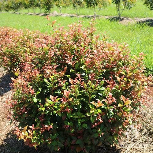 Acmena Allyn Magic 3 Acmena Allyn Magic