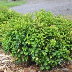 Acmena Allyn Magic 19 Acmena Allyn Magic -Plant Sale Store apo acmena allyn magic green phase