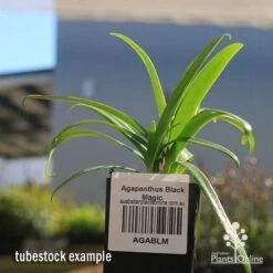 Plant Sale Store -Plant Sale Store apo agapanthus black magic tubestock2
