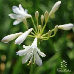 Agapanthus Silver Baby 15 Agapanthus Silver Baby -Plant Sale Store apo agapanthus silver baby flower