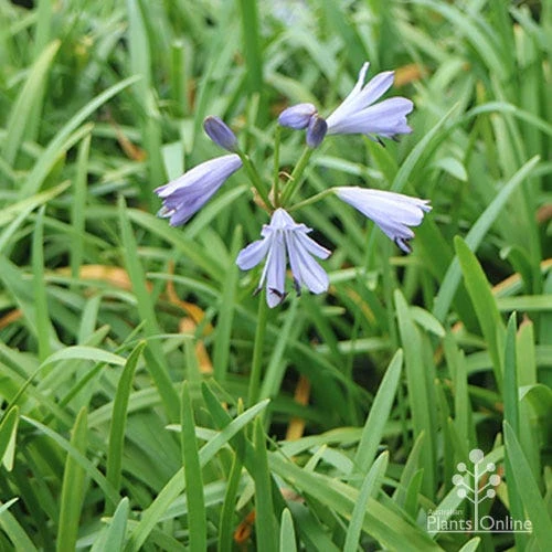 Agapanthus Streamline 14 Agapanthus Streamline - Image 12