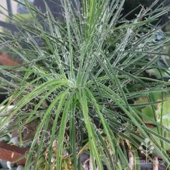 Agave Geminiflora - Succulent -Plant Sale Store apo agave in barrow 1