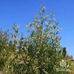 Ceratopetalum Alberys Red - Christmas Bush -Plant Sale Store apo alberys red flowering sept