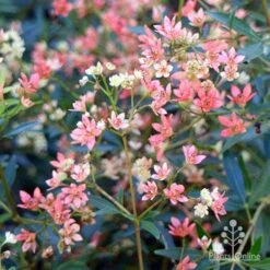 Ceratopetalum Alberys Red - Christmas Bush -Plant Sale Store apo alberys red pre flowering