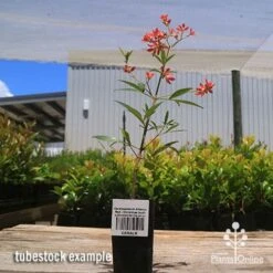 Ceratopetalum Alberys Red - Christmas Bush -Plant Sale Store apo alberys tubestock 1