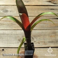 Alcantarea Imperialis Rubra - Bromeliad 15 Alcantarea Imperialis Rubra - Bromeliad -Plant Sale Store apo alcantarea rubra tubestock top